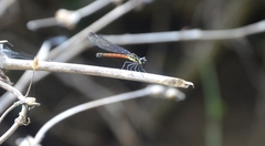 Rhinocypha pagenstecheri timorana