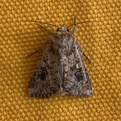 Mythimna languida