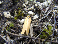 Setina irrorella