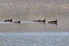 Melanitta stejnegeri