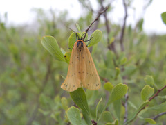 Setina irrorella