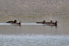 Melanitta stejnegeri