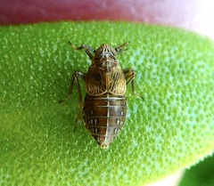 Pissonotus frontalis