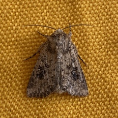 Mythimna languida