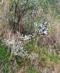 Magnoliopsida