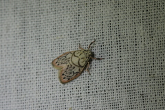 Miltochrista irregularis