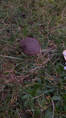 Panaeolus foenisecii