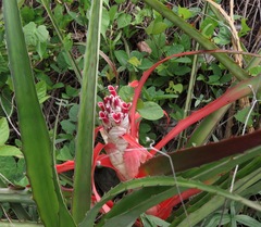 Bromelia balansae