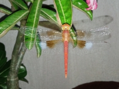 Tholymis tillarga