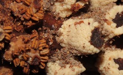 Ombrophytum peruvianum