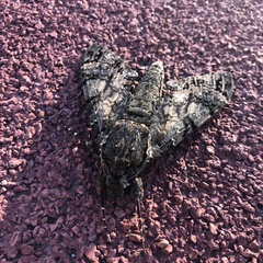 Cocytius antaeus