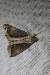 Ercheia