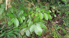 Burseraceae