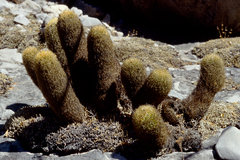 Coryphantha erecta