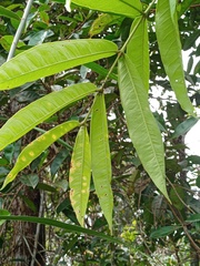 Syzygium