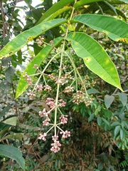 Syzygium