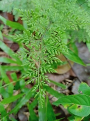 Cheilanthes tenuifolia