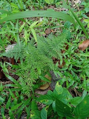Cheilanthes tenuifolia