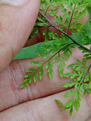 Cheilanthes tenuifolia