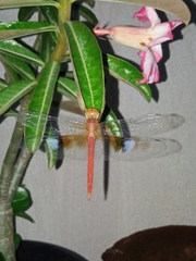 Tholymis tillarga