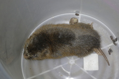 Cannomys badius