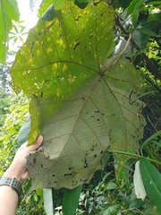 Macaranga gigantea