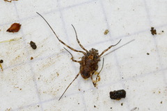 Platybunus pinetorum