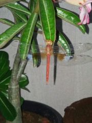 Tholymis tillarga