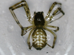 Linyphiidae