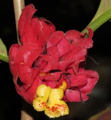 Drymonia coccinea