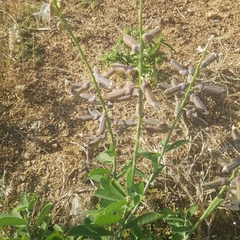 Crotalaria