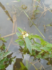 Melochia corchorifolia