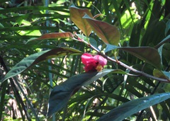 Drymonia coccinea