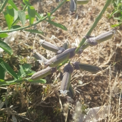Crotalaria