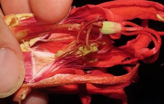 Passiflora tholozanii