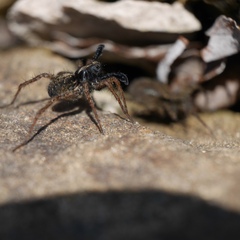 Pardosa amentata