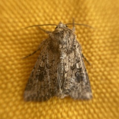 Mythimna languida