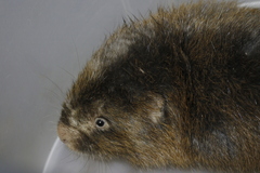 Cannomys badius