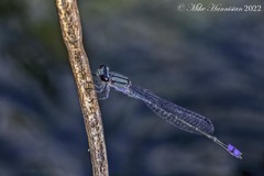 Enallagma novaehispaniae