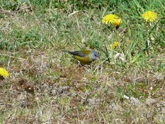 Phrygilus patagonicus