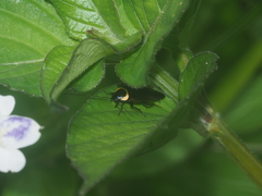 Hemithyrsocera palliata