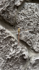 Triacanthagyna trifida