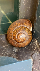 Zachrysia provisoria