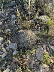 Echinocactus horizonthalonius