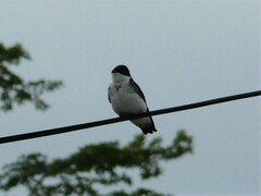 Tachycineta leucopyga