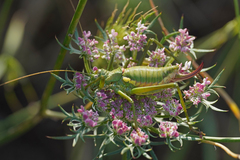 Uromenus brevicollis