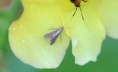 Schreckensteinia erythriella