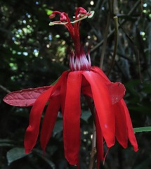 Passiflora tholozanii