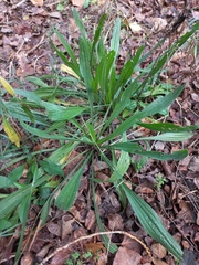 Plantago lanceolata