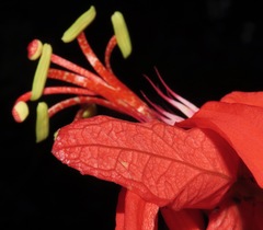 Passiflora tholozanii